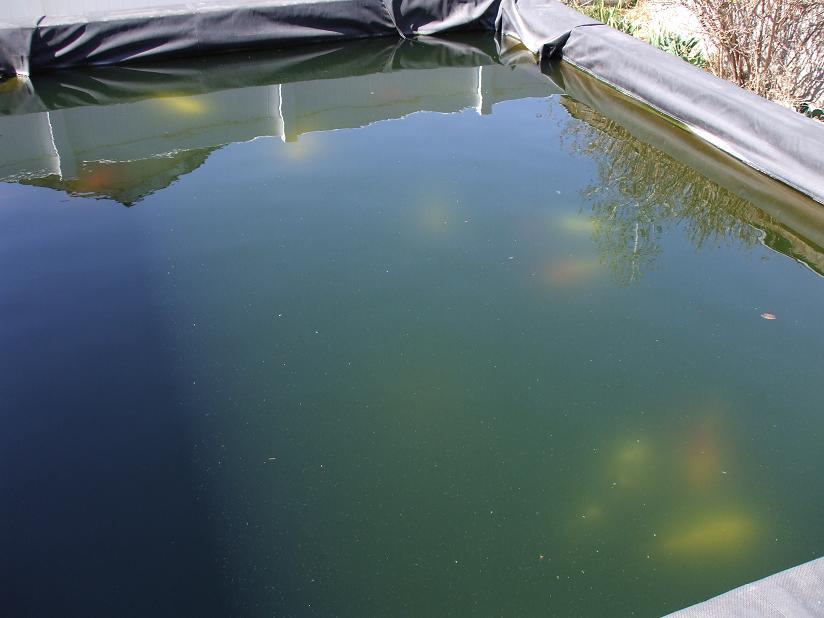 tảo xanh trong hồ cá koi