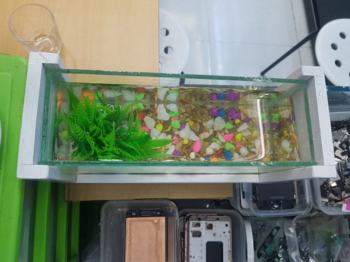 bể cá nhỏ