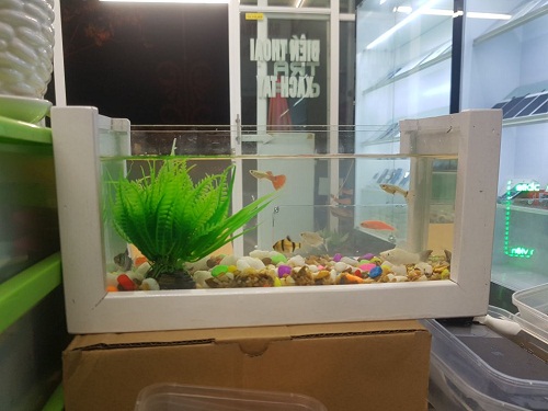 bể cá thủy sinh giá rẻ