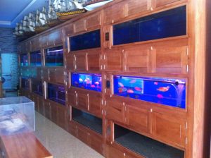 cá cảnh phúc long