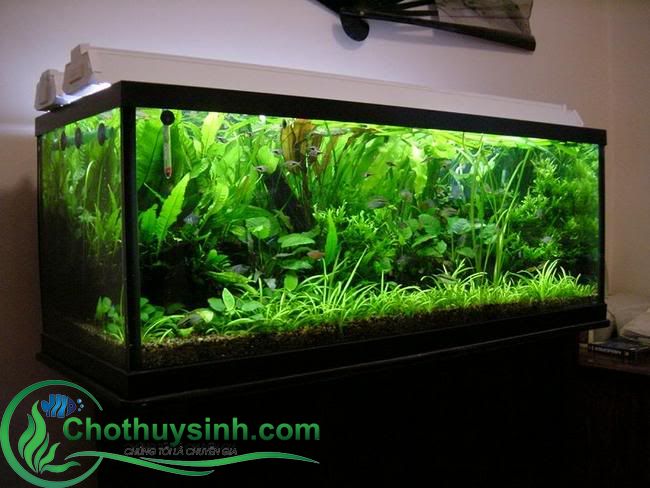 bể cá hình chữ nhật