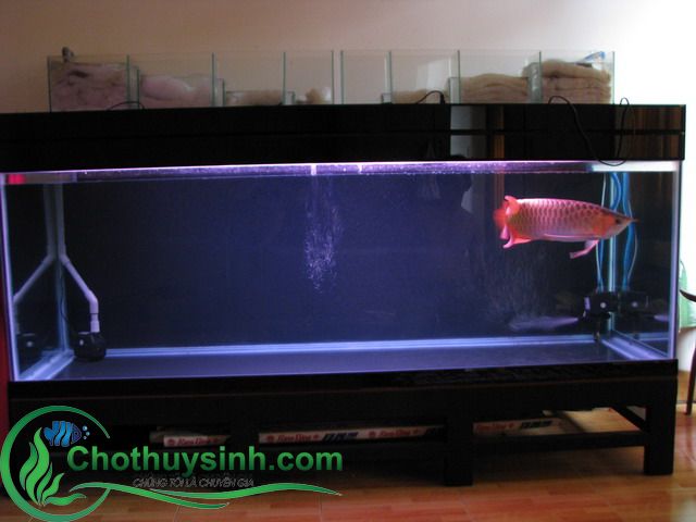 bể cá đẹp