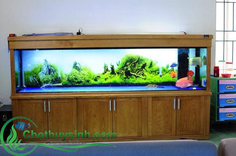 bể cá lớn