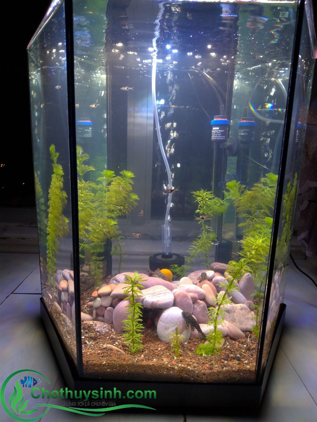 bể cá lục giác