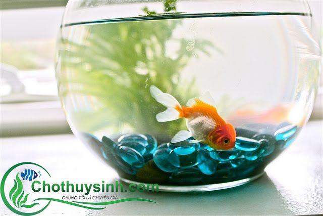 bể cá tròn