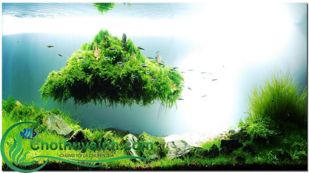 bể thủy sinh đẹp 6