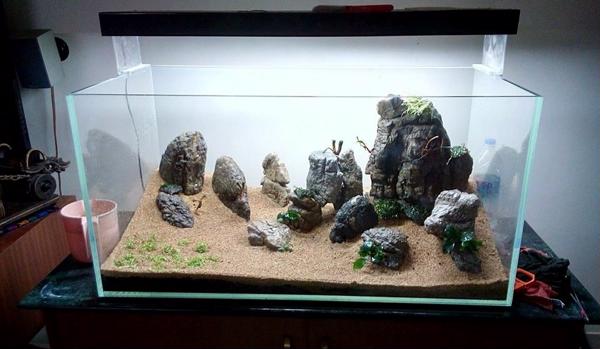 trang trí bể cá