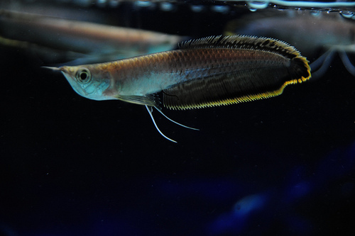 cá rồng hắc long