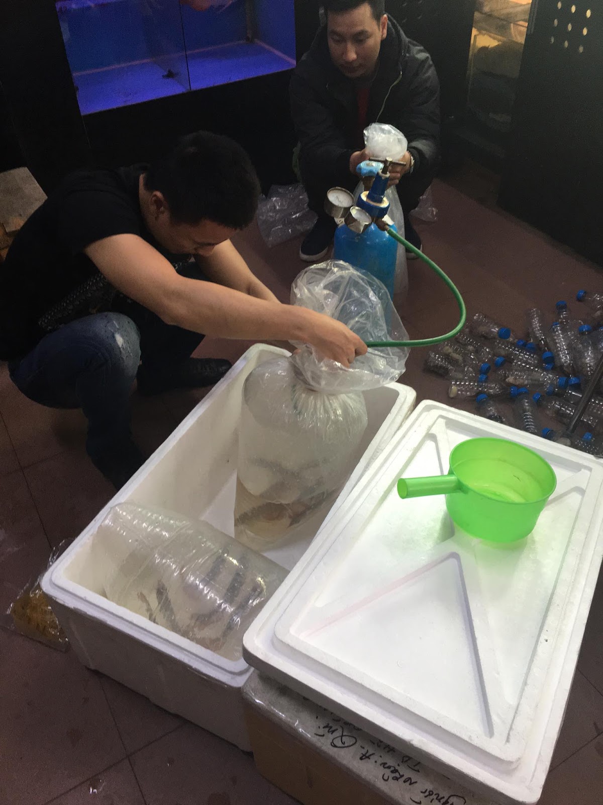 cá rồng bin nhím