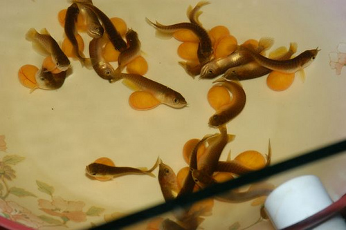 cá rồng bột