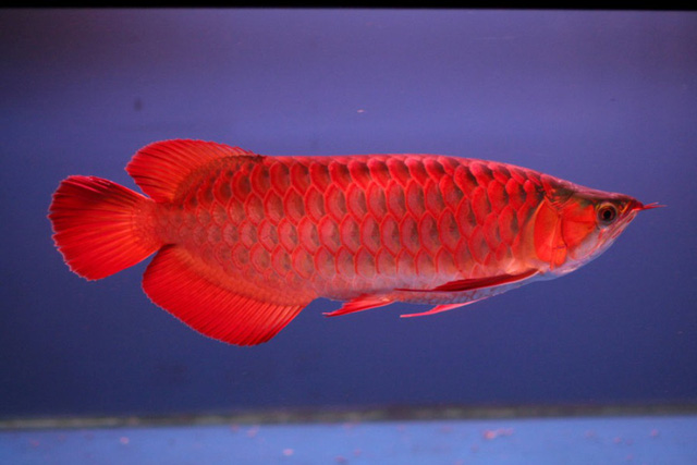 cá rồng huyết long