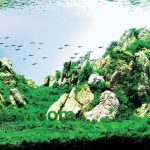 đá thủy sinh đẹp 1