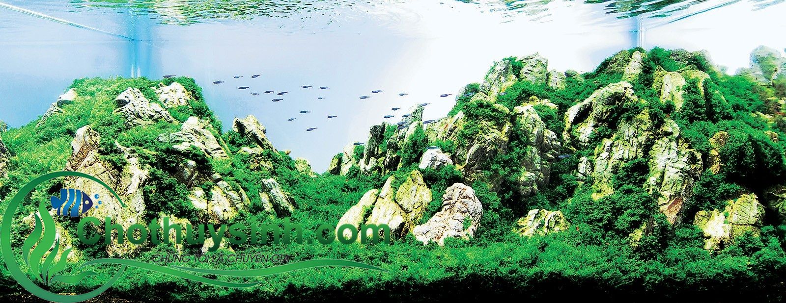 đá thủy sinh đẹp 1