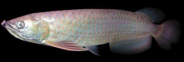 cá rồng hồng điểm long