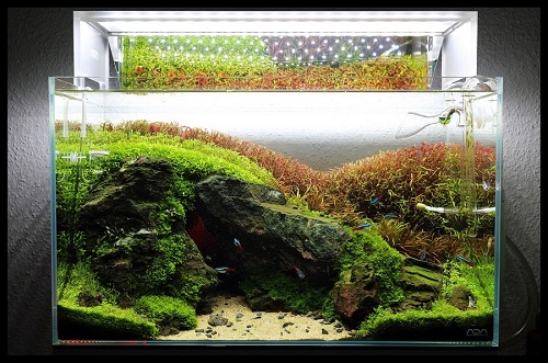 bể thủy sinh