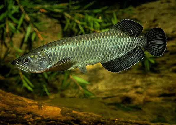 cá rồng kim long úc