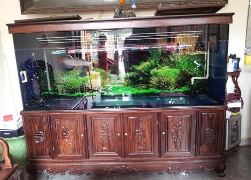 cần mua hồ cá cũ tphcm