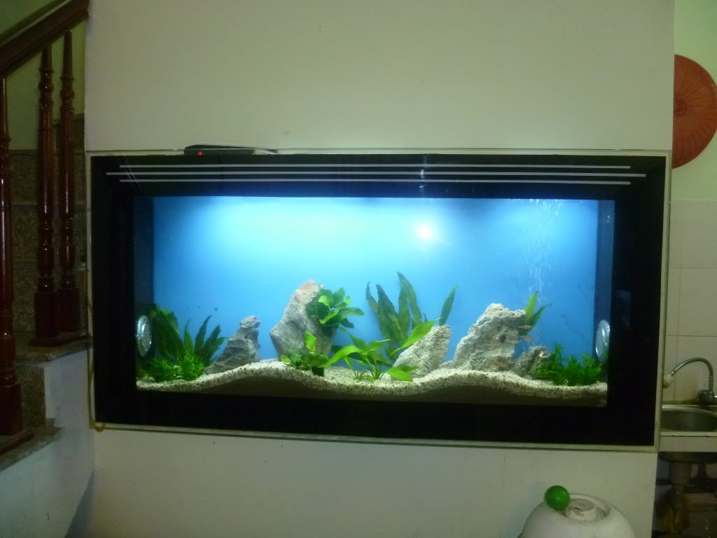 bể cá treo tường 2