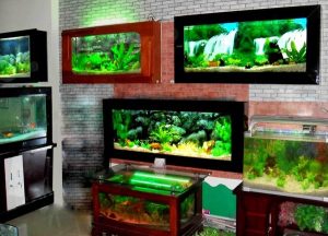 bể cá treo tường 1