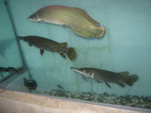 cá hải tượng trưởng thành