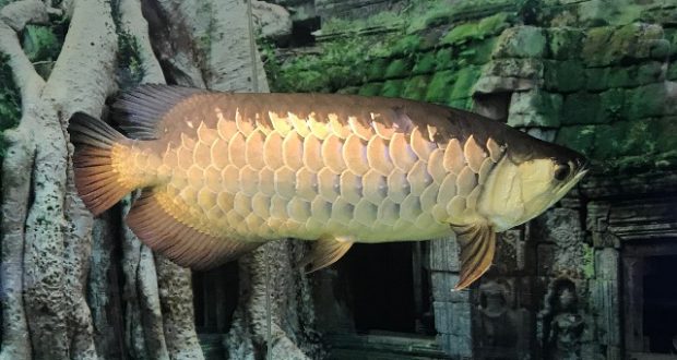 cá rồng hight back 2