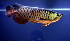 cá rồng hight back