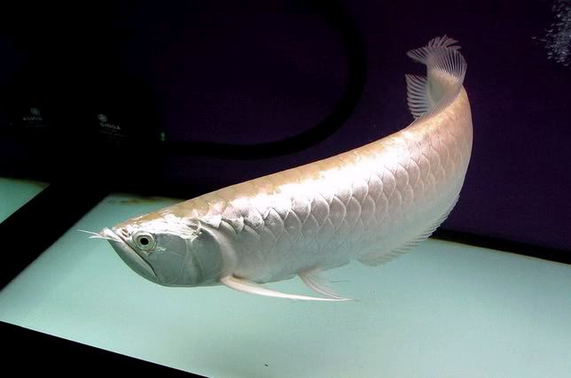 cá rồng ngân long 1