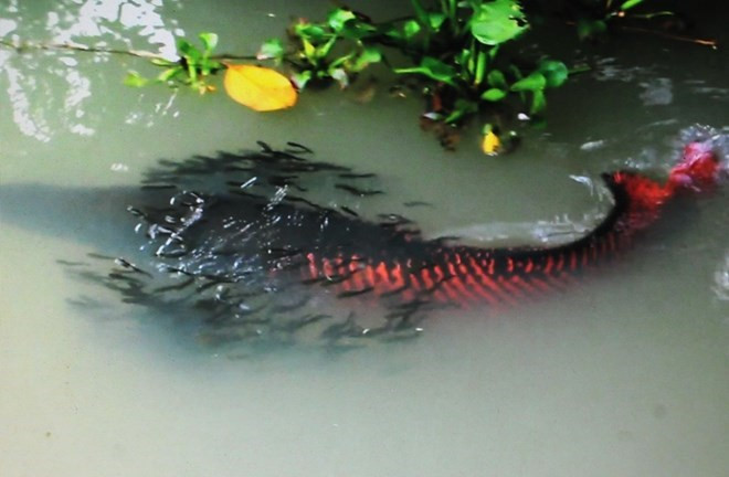 cá hải tượng đẻ