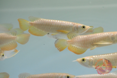 giá cá rồng hight back