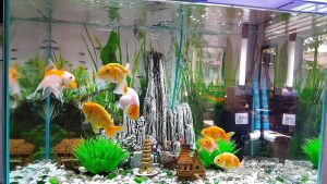 Bơm nước bể cá cảnh