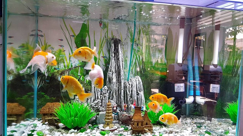 Bơm nước bể cá cảnh
