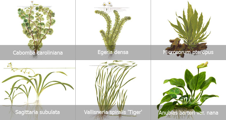 danh sách cây thủy sinh dễ trồng