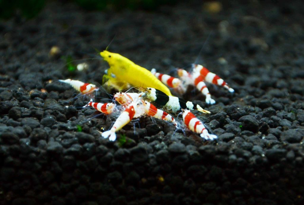 thức ăn cho tép cảnh