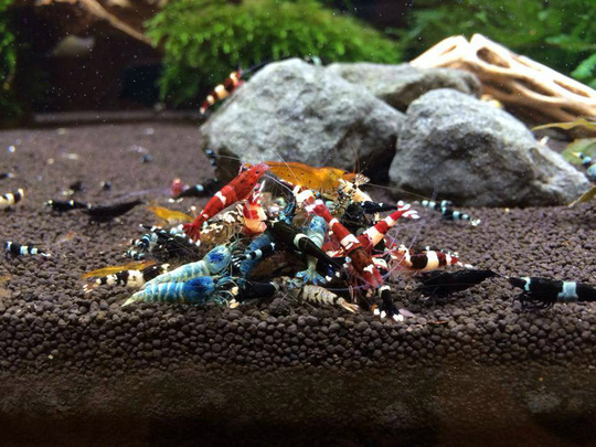 thức ăn cho tép cảnh 2