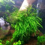 cây dương xỉ lá kim