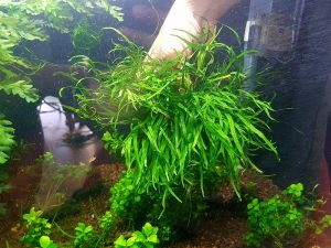 cây dương xỉ lá kim