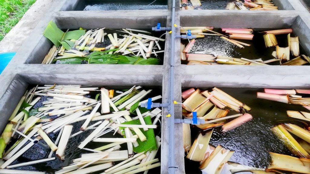 Xử lý bể cá bằng thân chuối