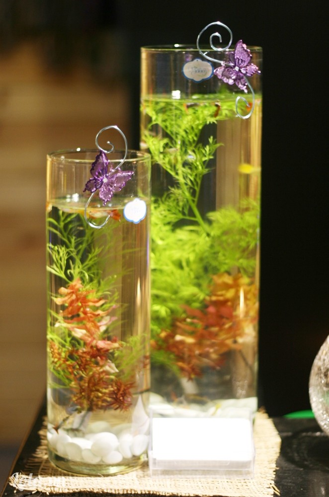 bể thủy sinh mini