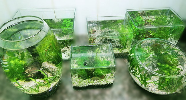 bể thủy sinh mini
