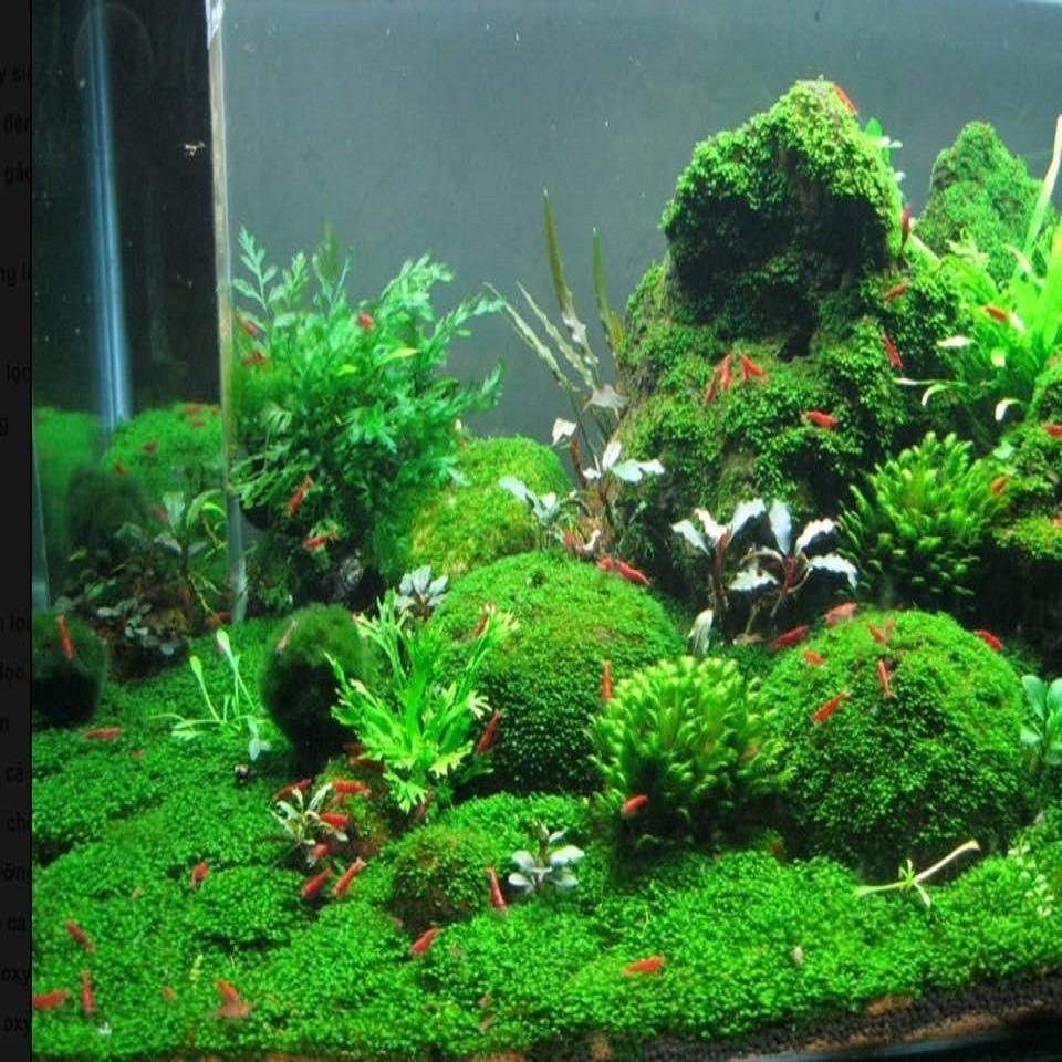 bể thủy sinh mini