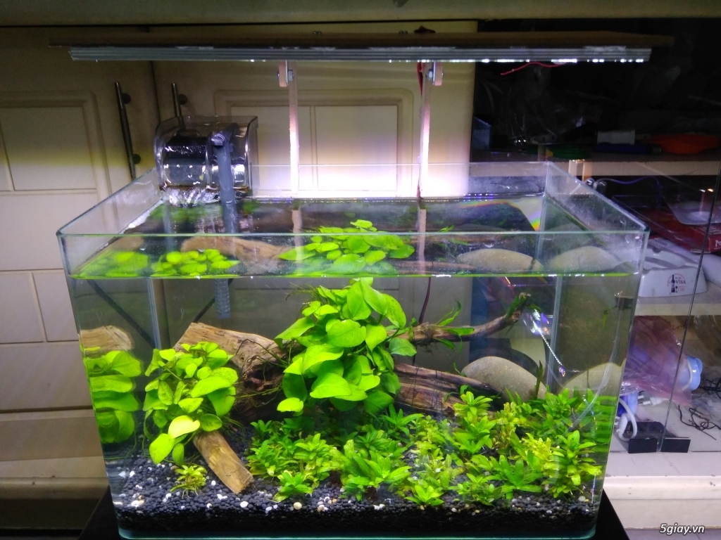 bể thủy sinh mini