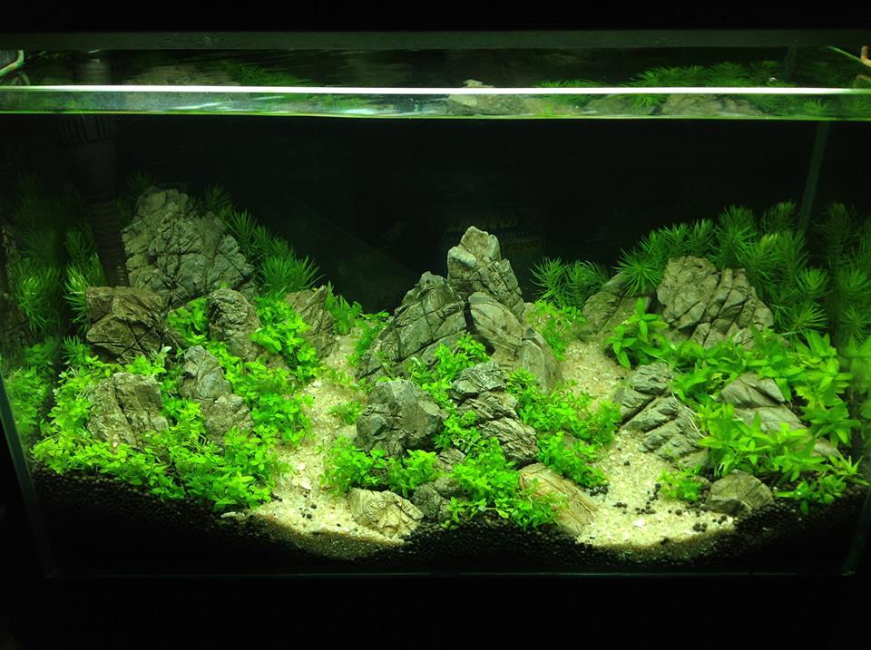 bể thủy sinh mini