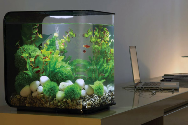 bể thủy sinh mini