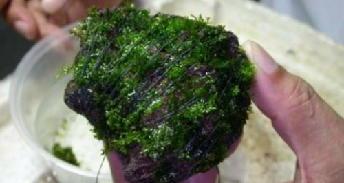 buộc rêu java vào đá