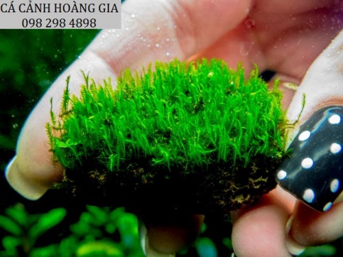 rêu flame mới nuôi