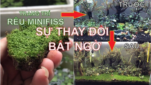 rêu thuỷ sinh tự nhiên