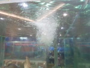 thiết kế bể cá nhà hàng