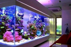đặt bể cá cảnh trong nhà theo phong thủy