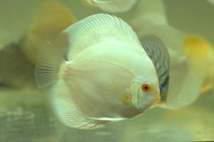 Albino Green Discus