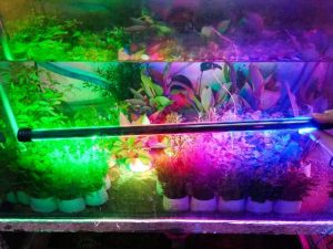 Đèn led hồ cá đẹp mắt